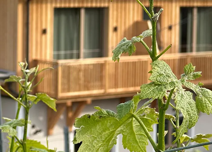 Weinquartier - Weinrebenblick Kleindienst 住宿加早餐酒店 Sankt Stefan ob Stainz